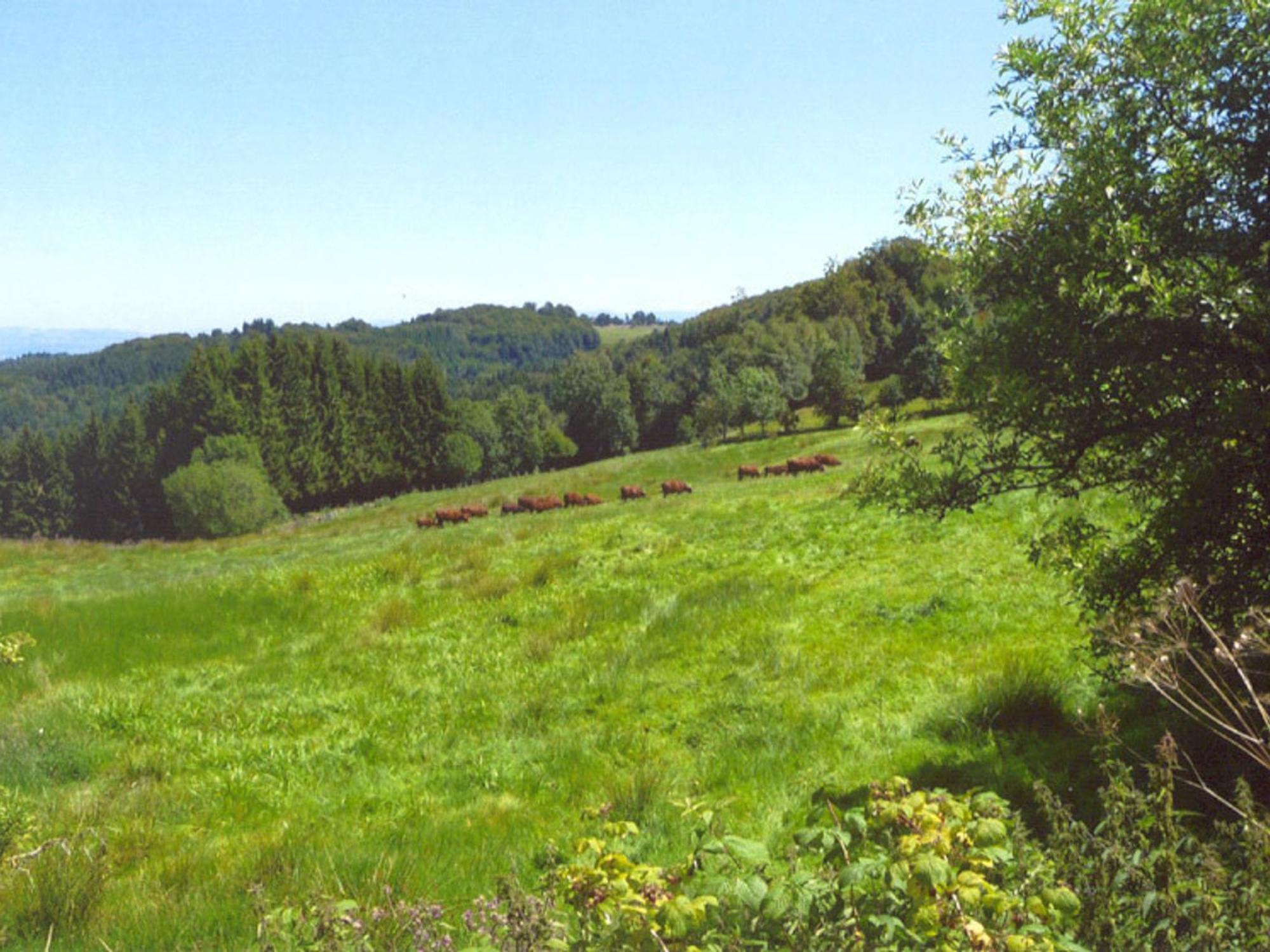 Charmant Gite Avec Terrasse, Cheminee Et Jardin, A Proximite Des Bois, Animaux Acceptes - Fr-1-496-205 Saint-Jean-Soleymieux Buitenkant foto